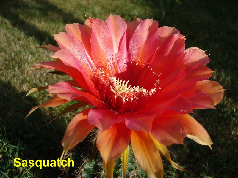 Sasquatch 4.9.jpg